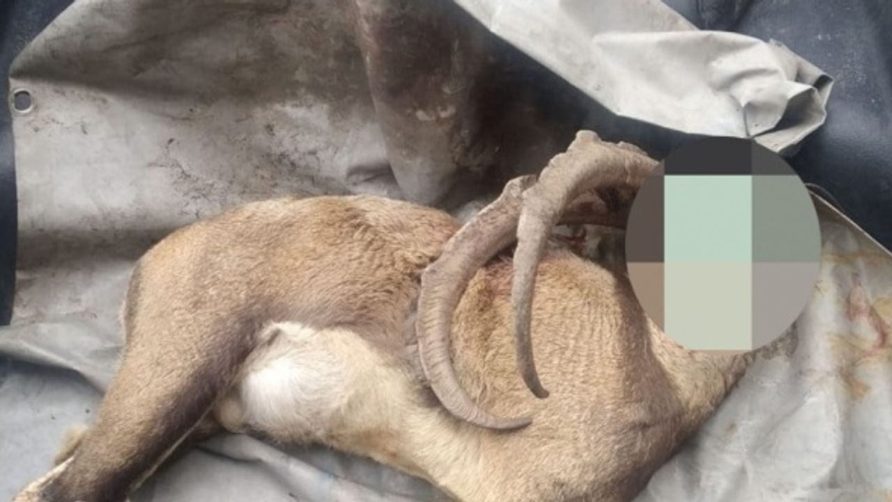 Artvin'de yasa dışı avlanan iki kişiye 33 bin lira ceza