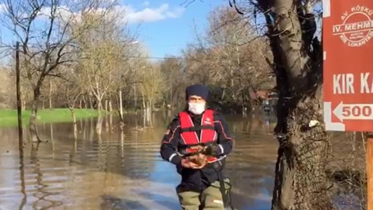 Edirne'de taşkın nedeniyle mahsur kalan sokak hayvanlarını AFAD ekipleri kurtardı