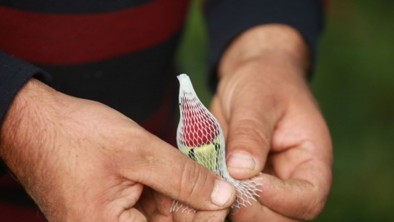 Filistinli Mümin, nadir çiçek türleri üreterek İsrail'in bu alandaki tekeliyle mücadele ediyor