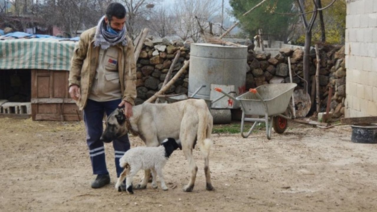Gaziantep'te dişi köpek kendi yavrularının yanı sıra bir kuzuya da annelik ediyor