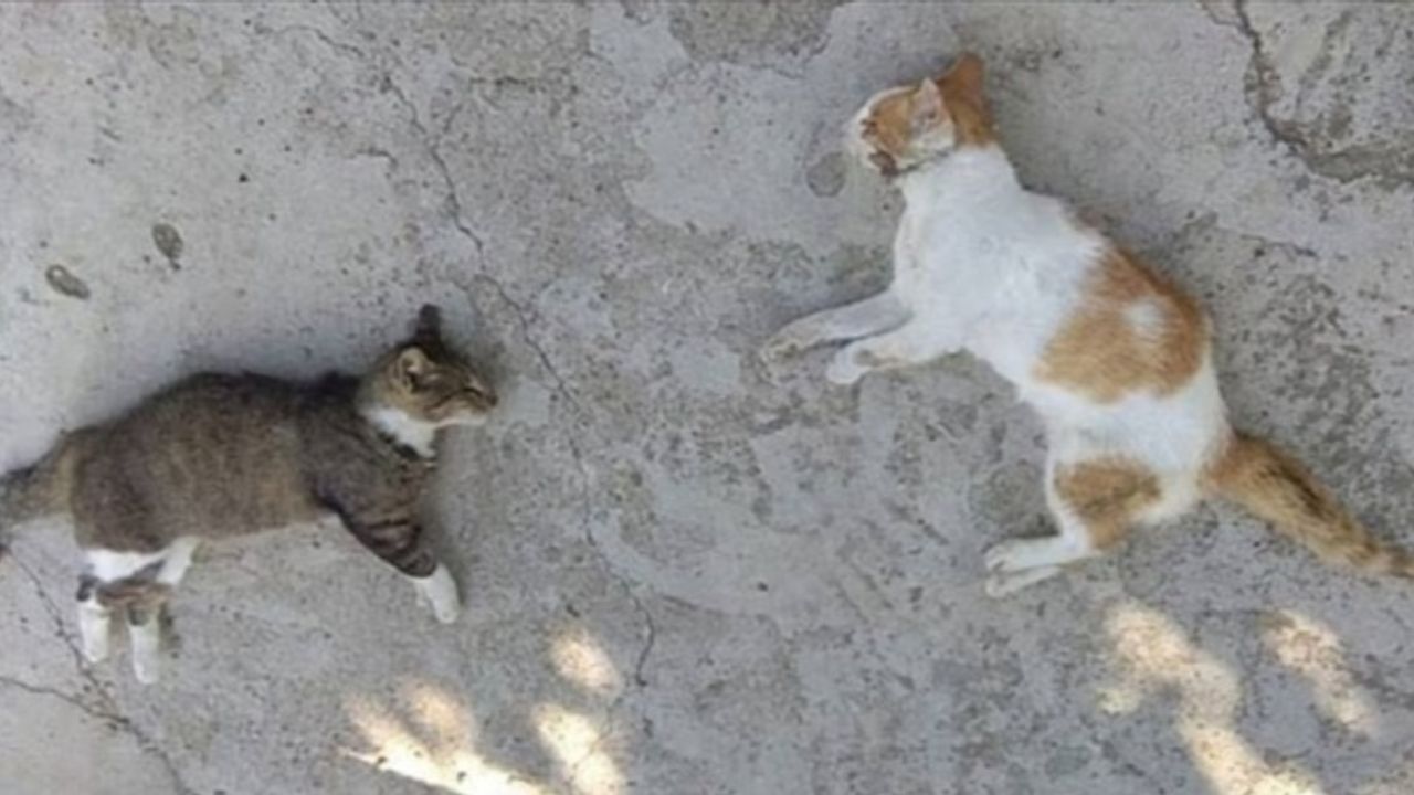 Mersin'de ölü bulunan 13 kedide zehirlenme bulgusuna rastlanmadı