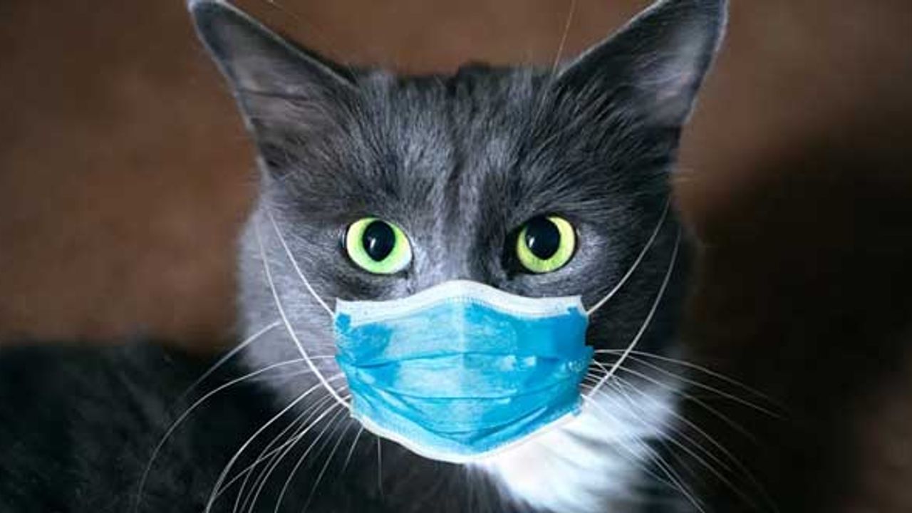 İlk kez bir kedi koronavirüse yakalandı