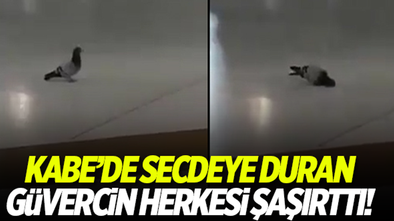 Kabe'de secdeye duran güvercin herkesi şaşırttı