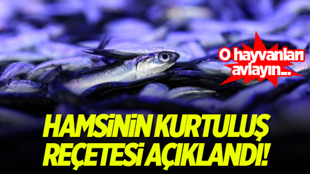 Hamsiyi kurtarmak için flaş öneri: Yunusları avlayalım!