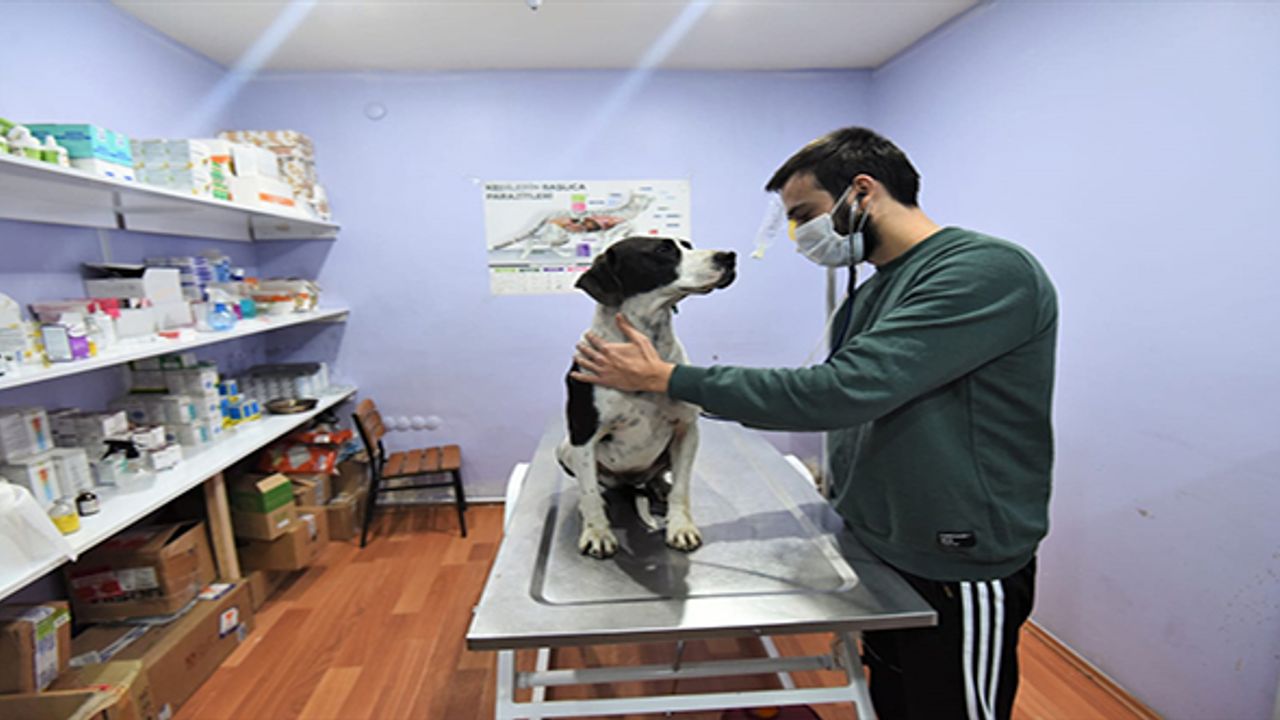 Ordu'da eziyet edildiği öne sürülen sokak köpeğini belediye başkanı sahiplendi