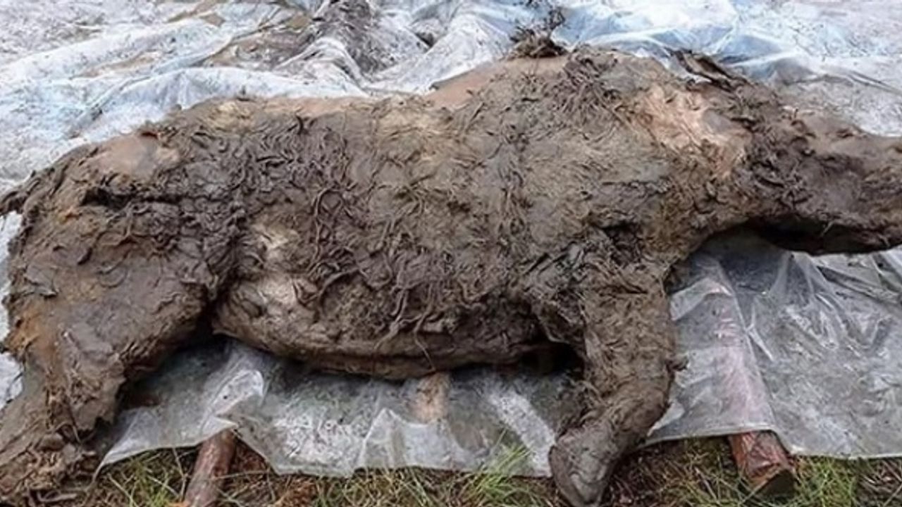 Rusya'da bulundu! 50 bin yıl sonra sapasağlam ortaya çıktı!