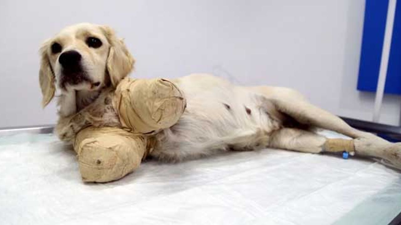 Samsun'da köpeğini ayağı kesik vaziyette bulan esnaf emniyete başvurdu