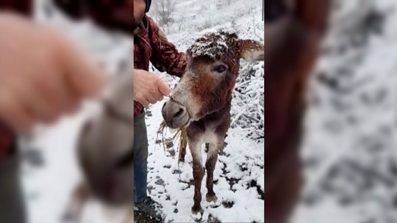 Ağzına demir teli bağlanan eşek kurtarıldı