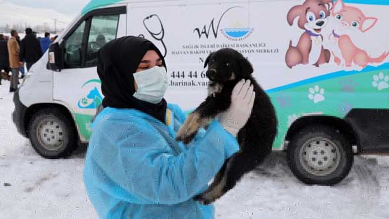 Van'da sokak hayvanlarının aşıları yapıldı, yaşam alanlarına yiyecek bırakıldı