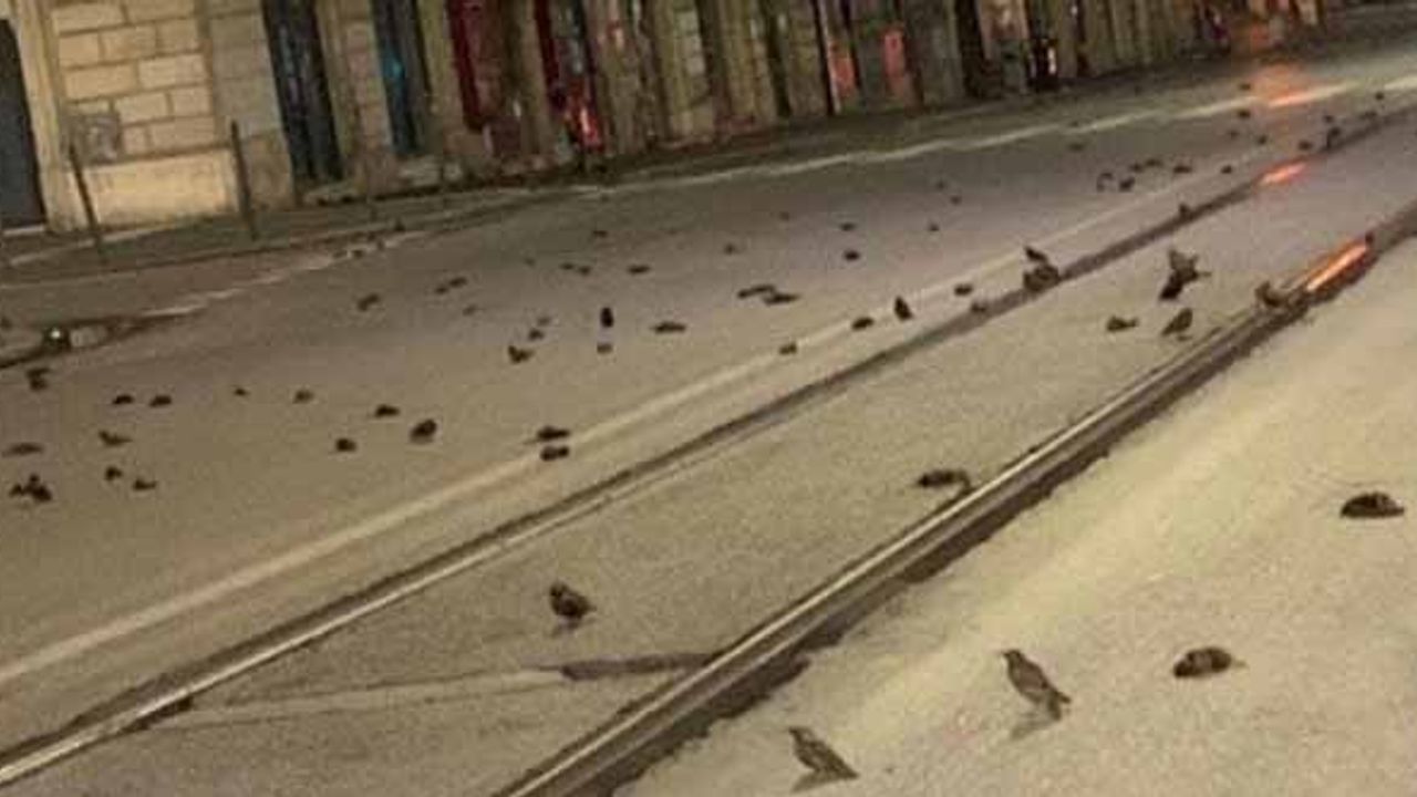 Yeni yılı kutlamak için atılan havi fişekler yüzlerce kuşu öldürdü!
