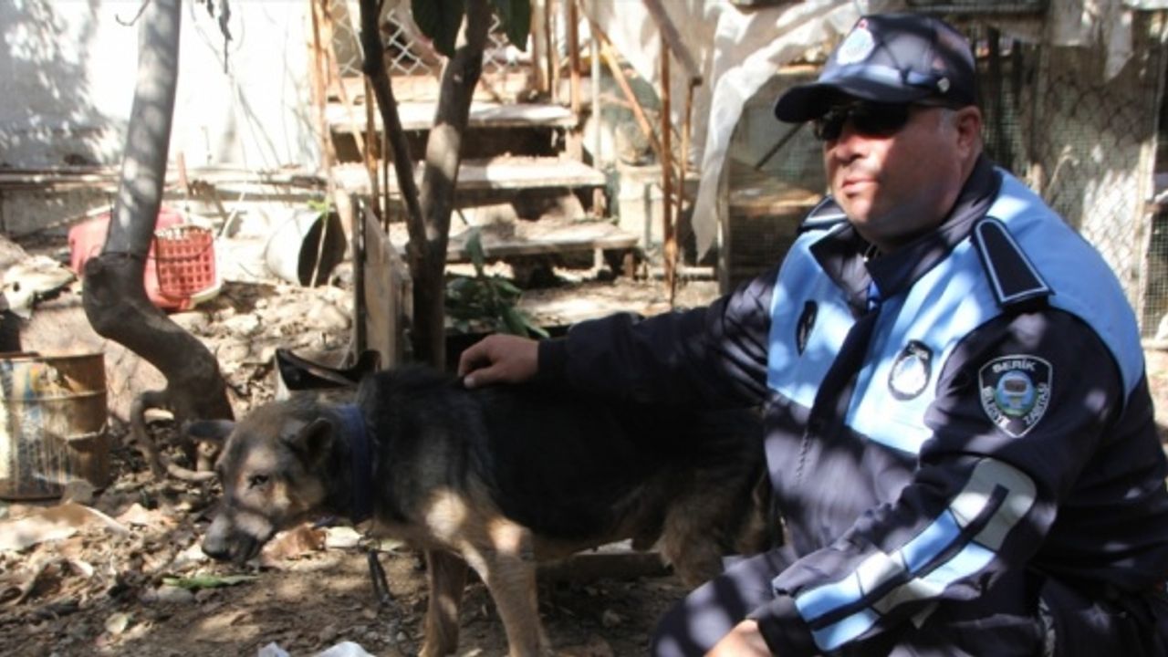 Cezaevine gönderilen tutuklunun köpek ve kedilerine belediye sahip çıktı