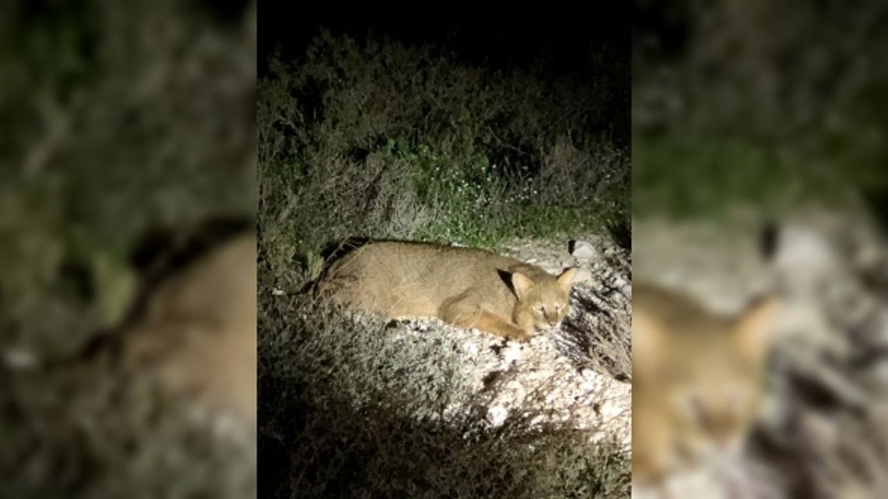 Aydın'da nesli tükenmekte olan saz kedisi görüntülendi