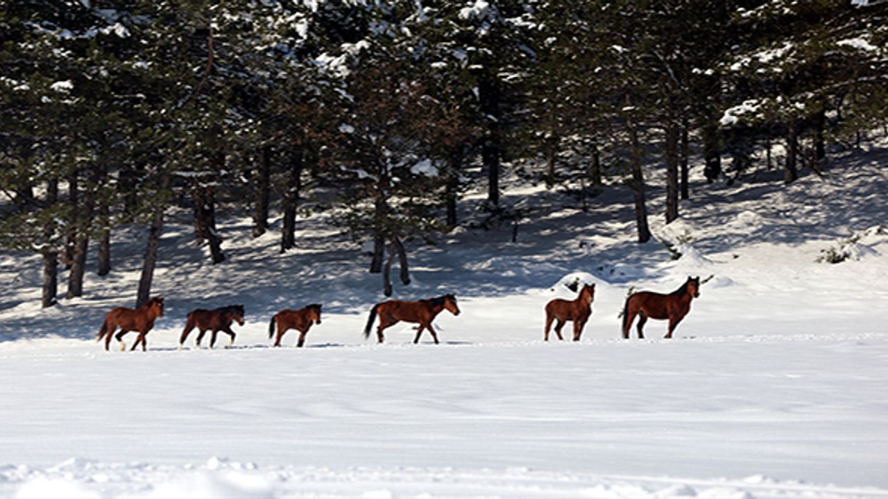 Bolu Dağı'ndaki yılkı atlarına yem bırakıldı