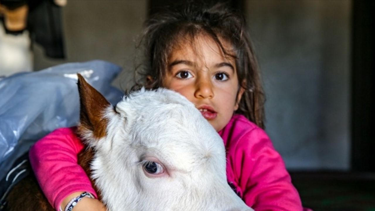 Diyarbakırlı Bayram ailesi üşümemesi için evde baktıkları buzağı 'Fındık'ı biberonla besliyor