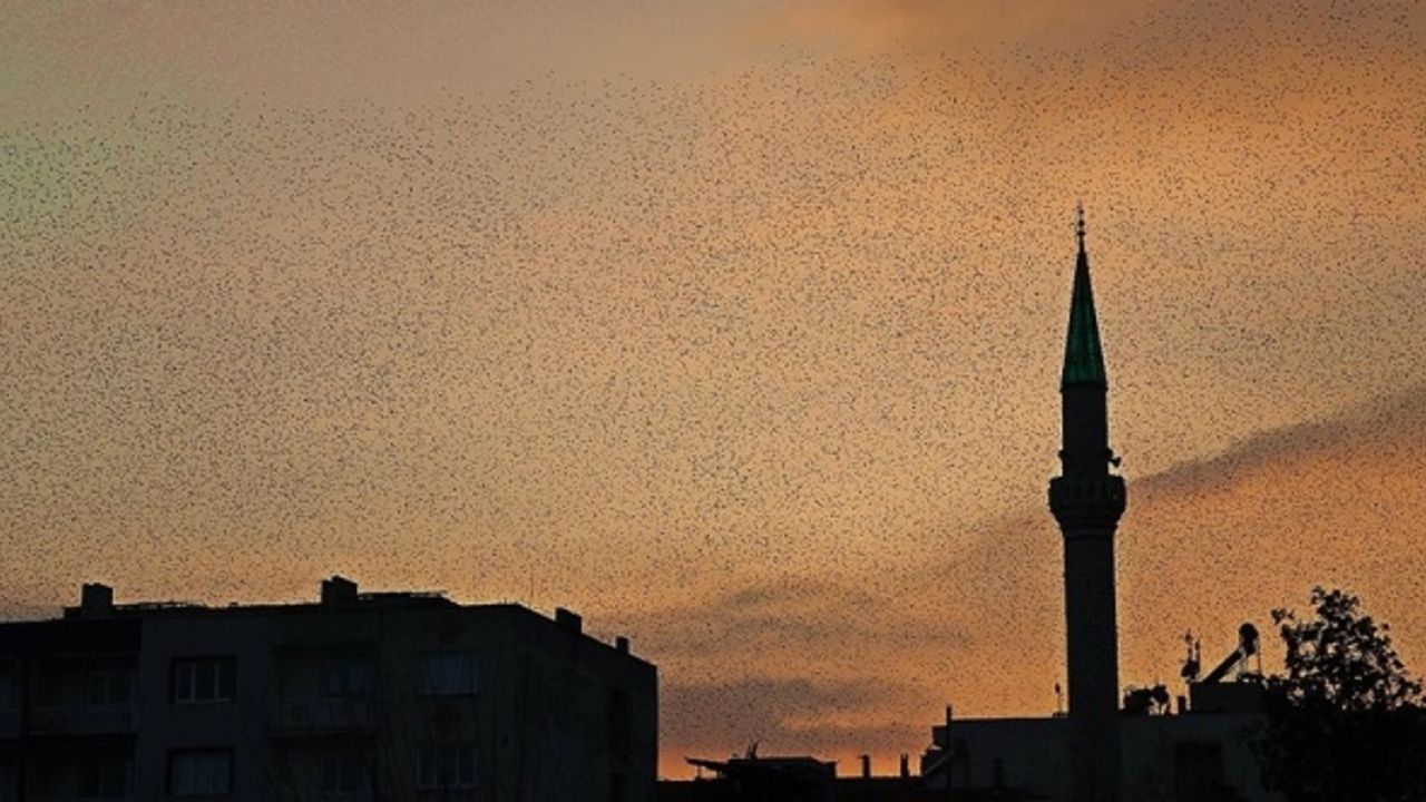 Manisa'da sığırcık kuşlarının gökyüzünde dansı ilgi çekti
