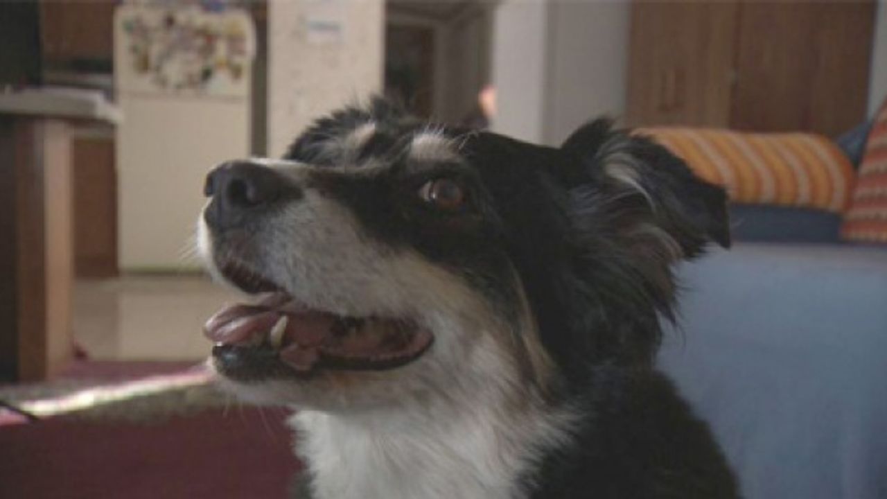 Milyoner köpek gündeme oturdu! Serveti dudak uçuklattı!