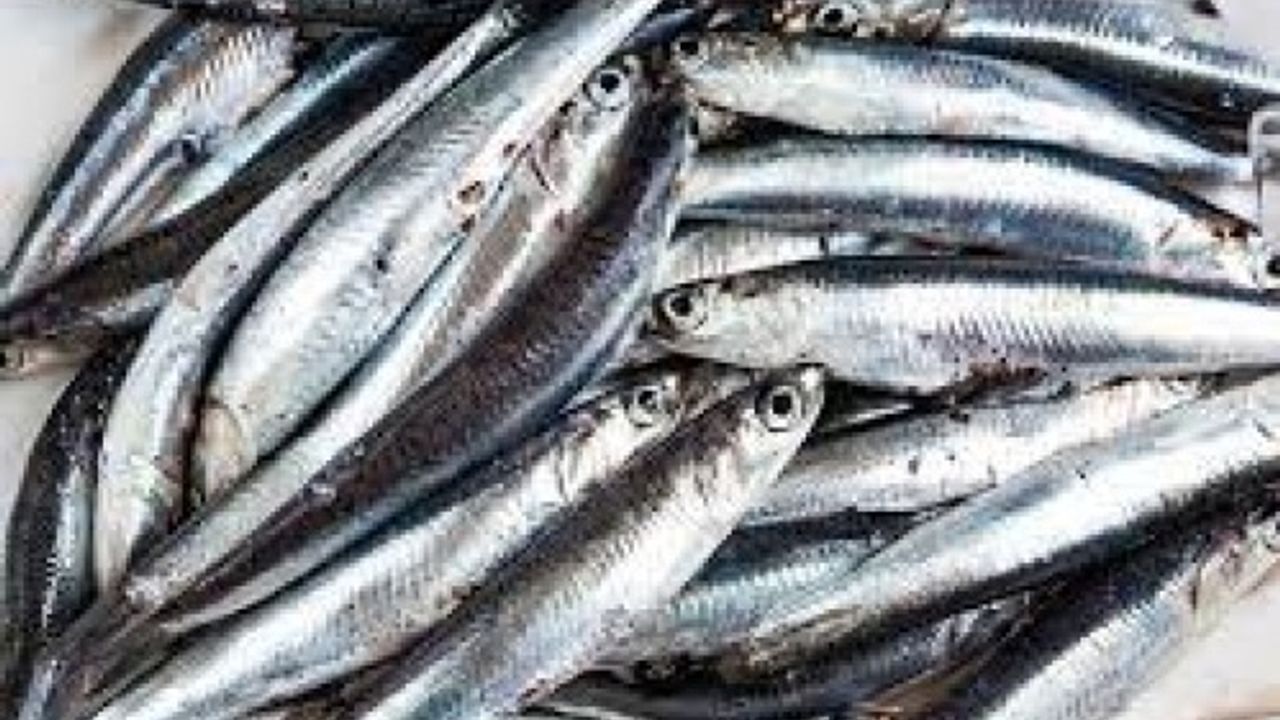 O tarihten itibaren 'hamsi avı' yasağı kaldırılıyor!