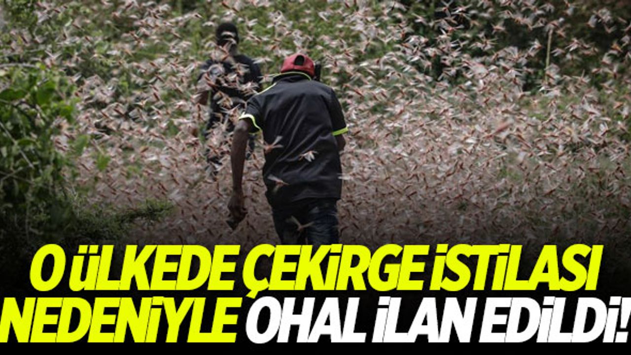 O ülkede çekirge istilası nedeniyle OHAL ilan edildi