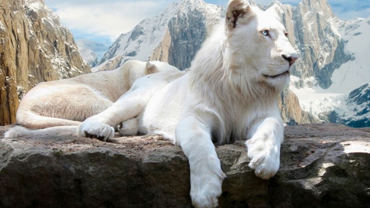 Rüyada aslan görmek ne anlama gelir?