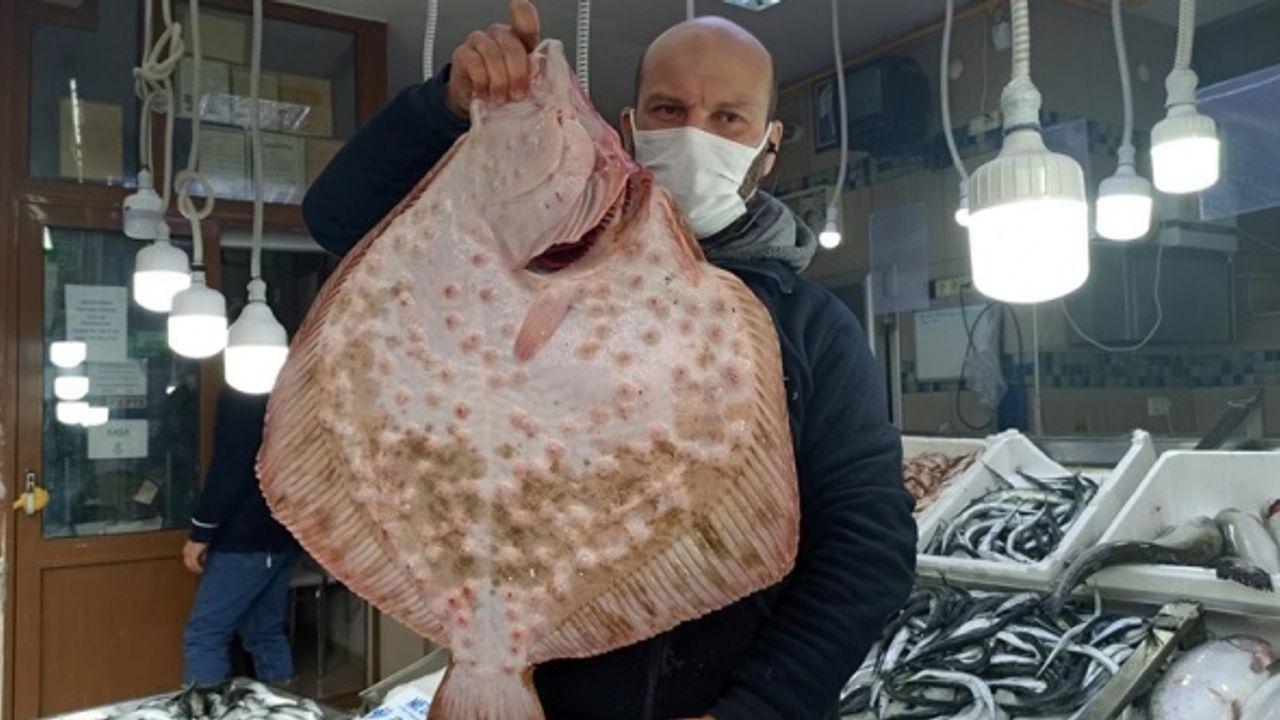Sinop'ta ağa takılan dev kalkan balığı kilogramı 200 liradan satıldı