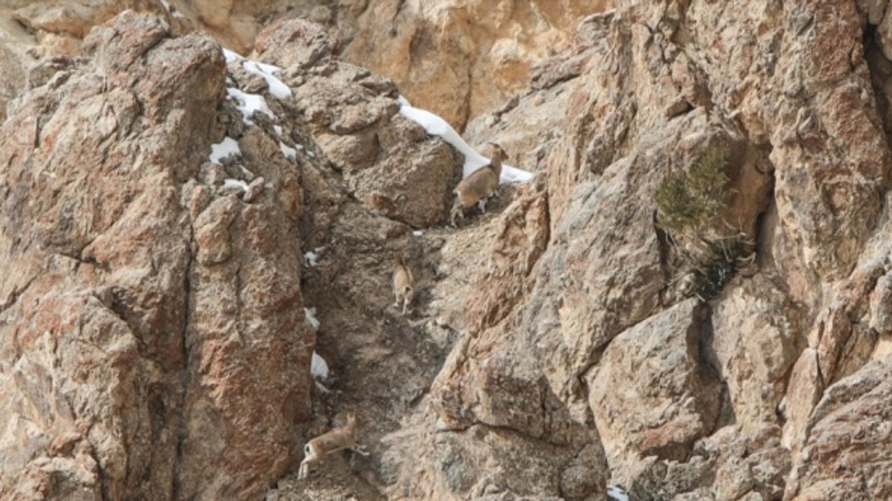 Yaban keçileri için Van'daki Pagan Dağı'na at ve eşeklerle ot taşıdılar