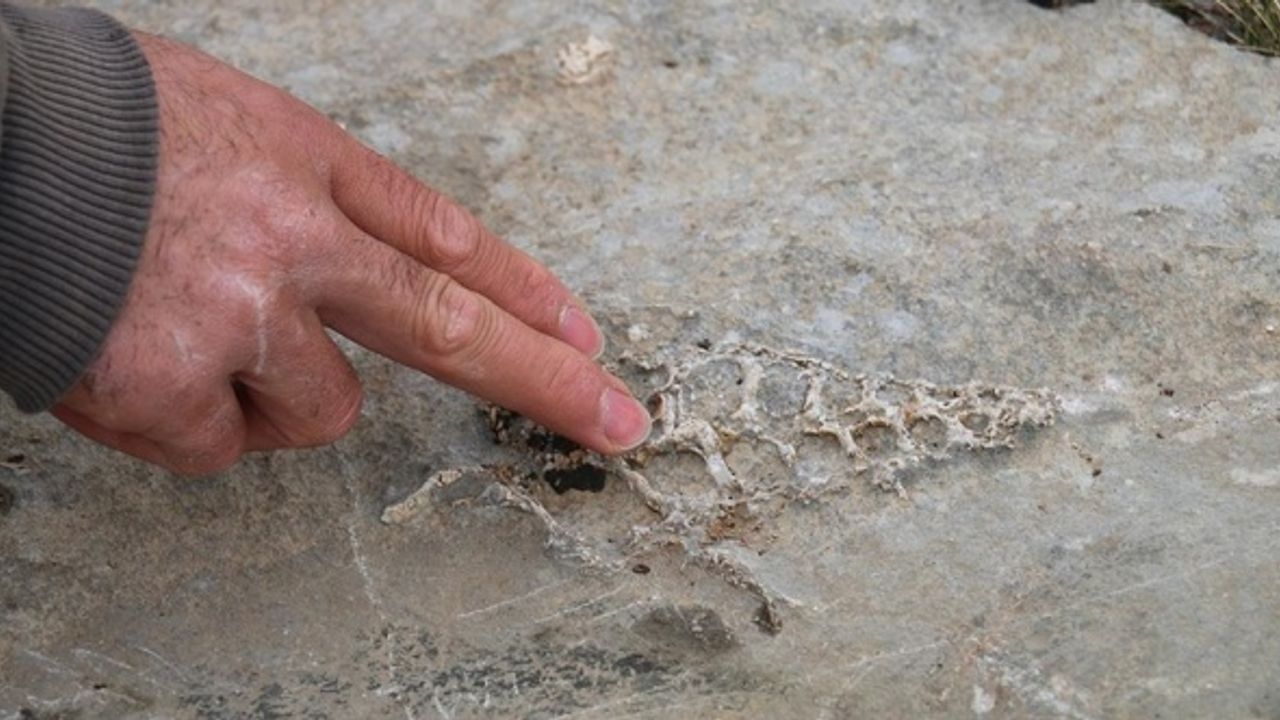 Adıyaman'da 70 milyon yıllık fosili bulundu