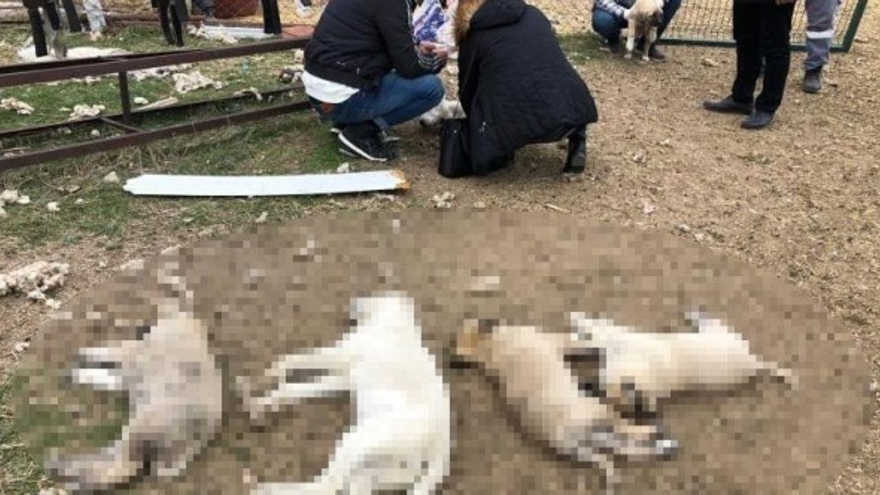 Ankara Polatlı'da köpek katliamı! 22 köpek...