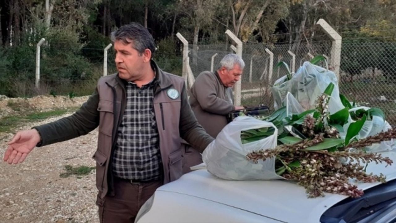 Antalya'da koruma altındaki orkideleri toplayan 2 kişiye 160 bin 930 lira ceza kesildi