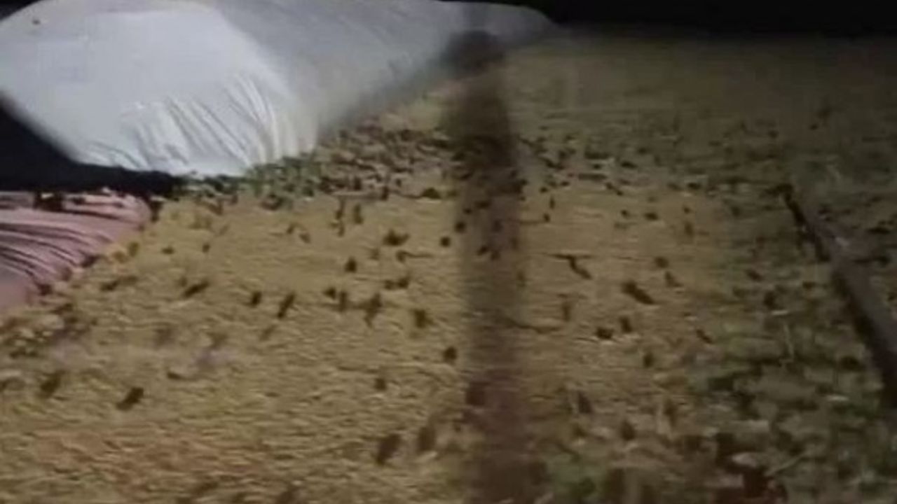 Avusturalya'da korkunç fare istilası! Hastaneyi basıp, hastaları ısırdılar!