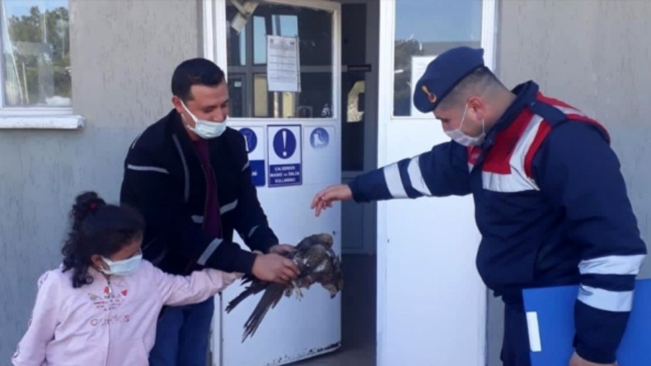 Elazığ'da jandarmanın yol kenarında bulduğu yaralı kartal tedavi altına alındı