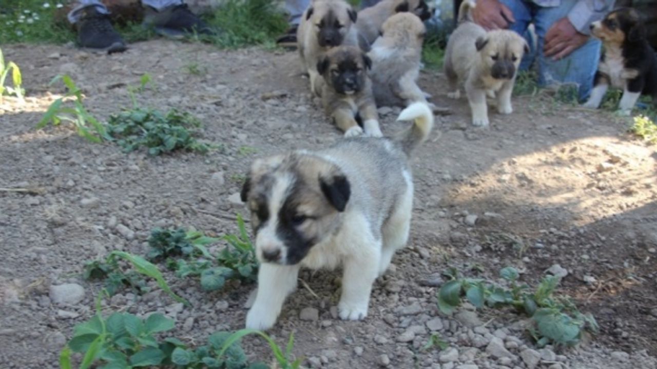 Artvin'de annesiz kalan 7 köpek yavrusu koruma altına alındı