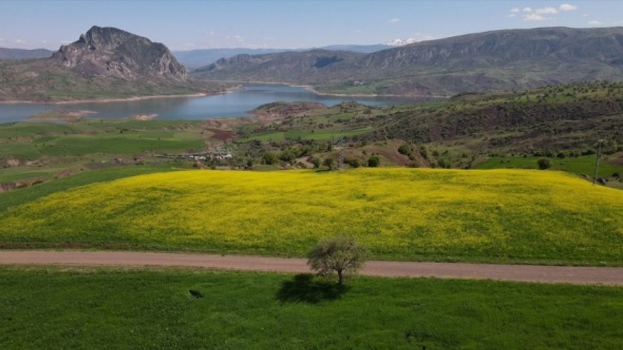Giresun'da tarlalarda açan sarı çiçekler görsel şölen oluşturdu
