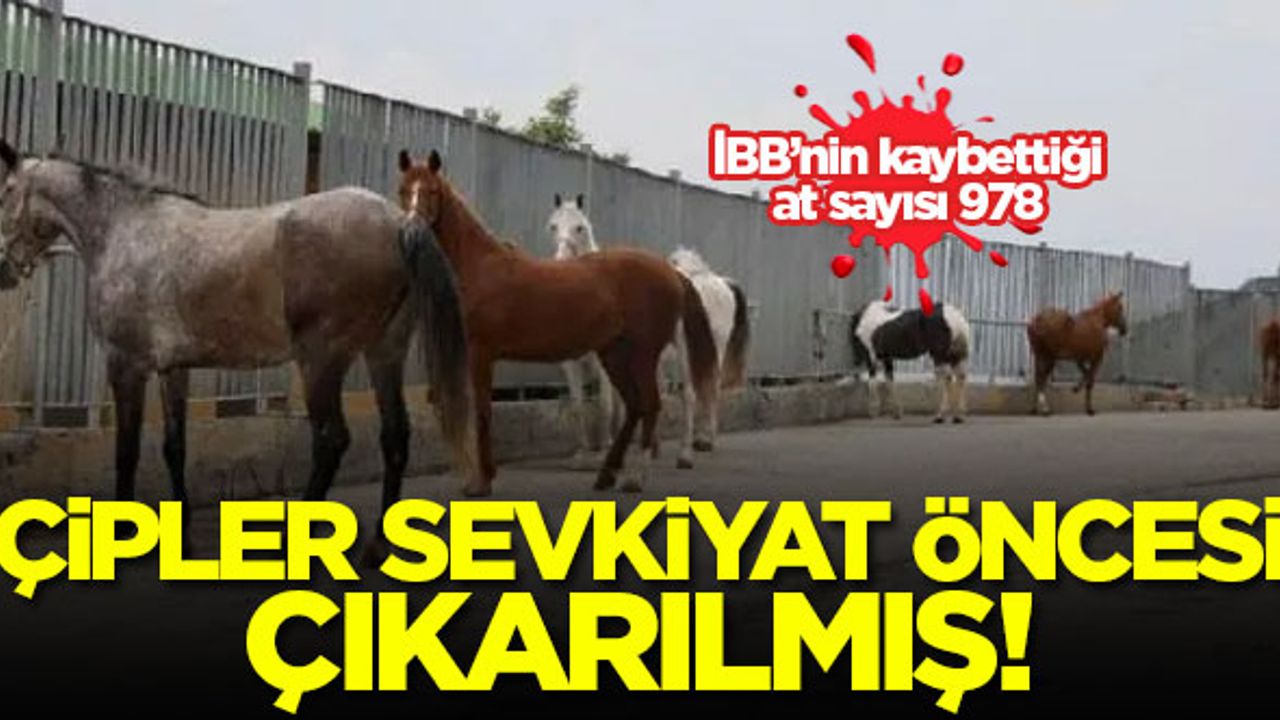 İBB'nin kaybettiği at sayısı 978! Çipler sevkiyat öncesi çıkarılmış...