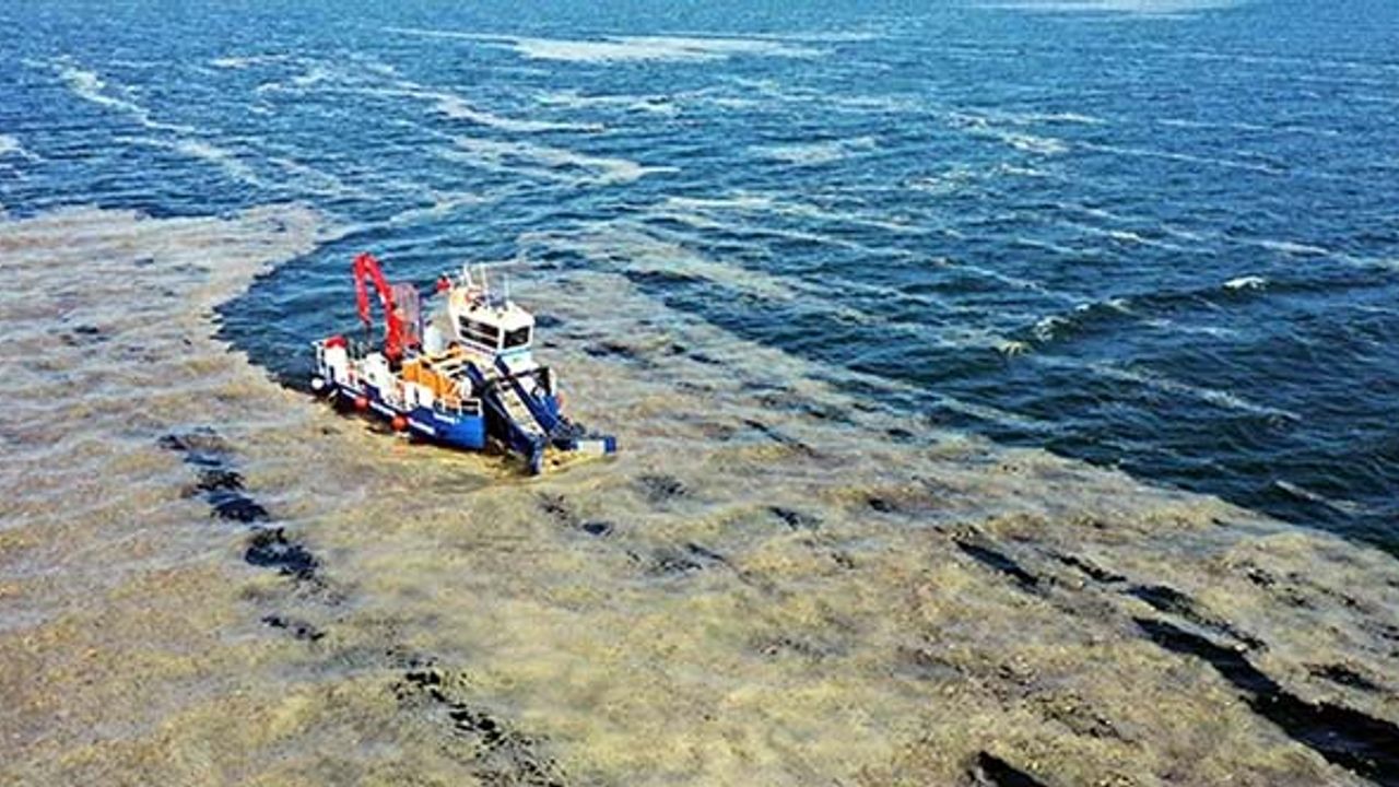 İzmit Körfezi yeniden deniz salyası ile kaplandı