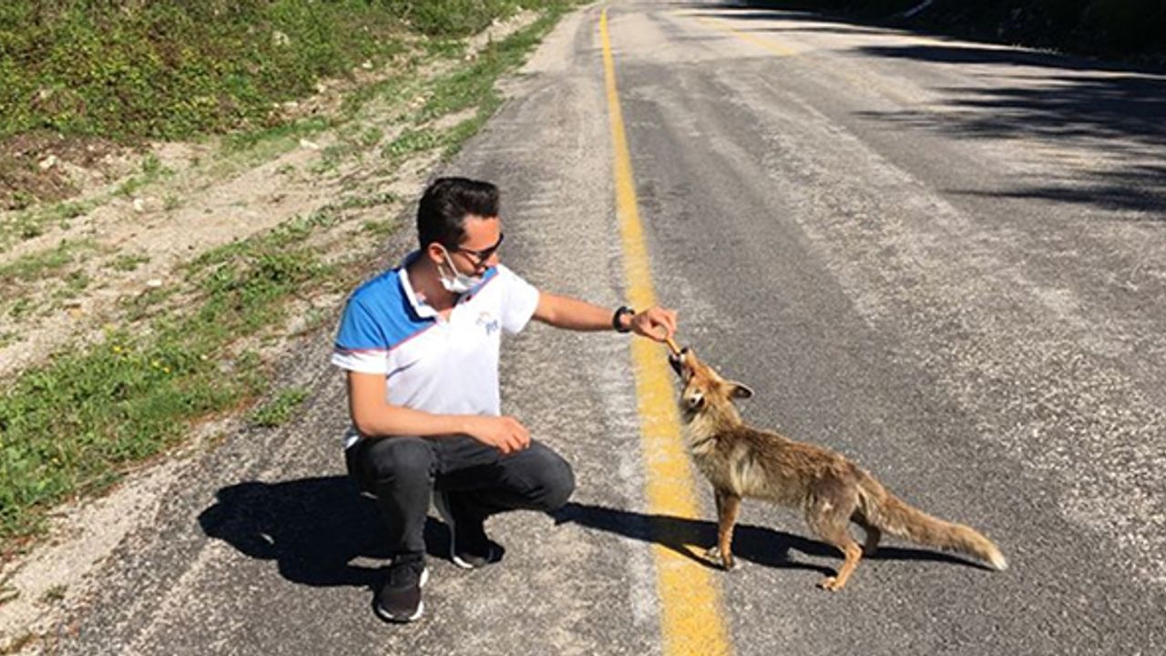 Kastamonu'da yolda gördükleri tilkiyi elleriyle beslediler