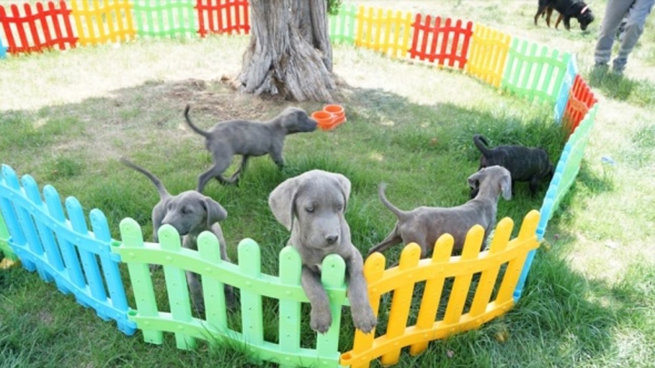 Konya'da 11 köpeğe şiddet uyguladığı belirlenen kadın hakkında yasal işlem başlatıldı