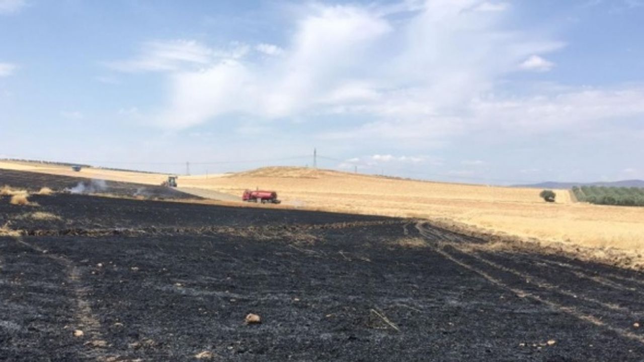 Manisa'da çıkan yangında 250 dönüm tahıl ekili alan zarar gördü