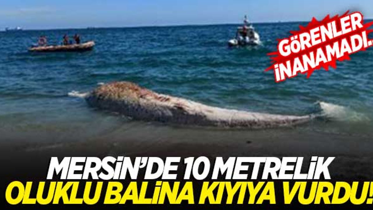 Mersin'de, 10 metre boyunda oluklu balina kıyıya vurdu! İşte görüntüler...