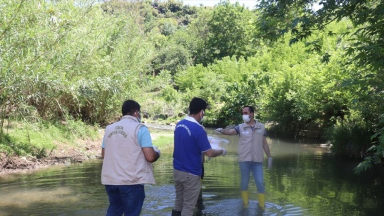 Osmaniye'de görülen toplu balık ölümleri nedeniyle inceleme başlatıldı