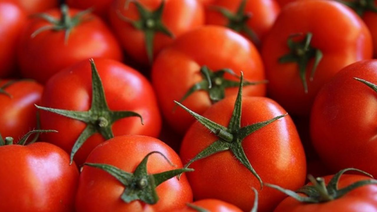 Rusya'dan, domates üreticisine müjdeli haber! Kota artırıldı