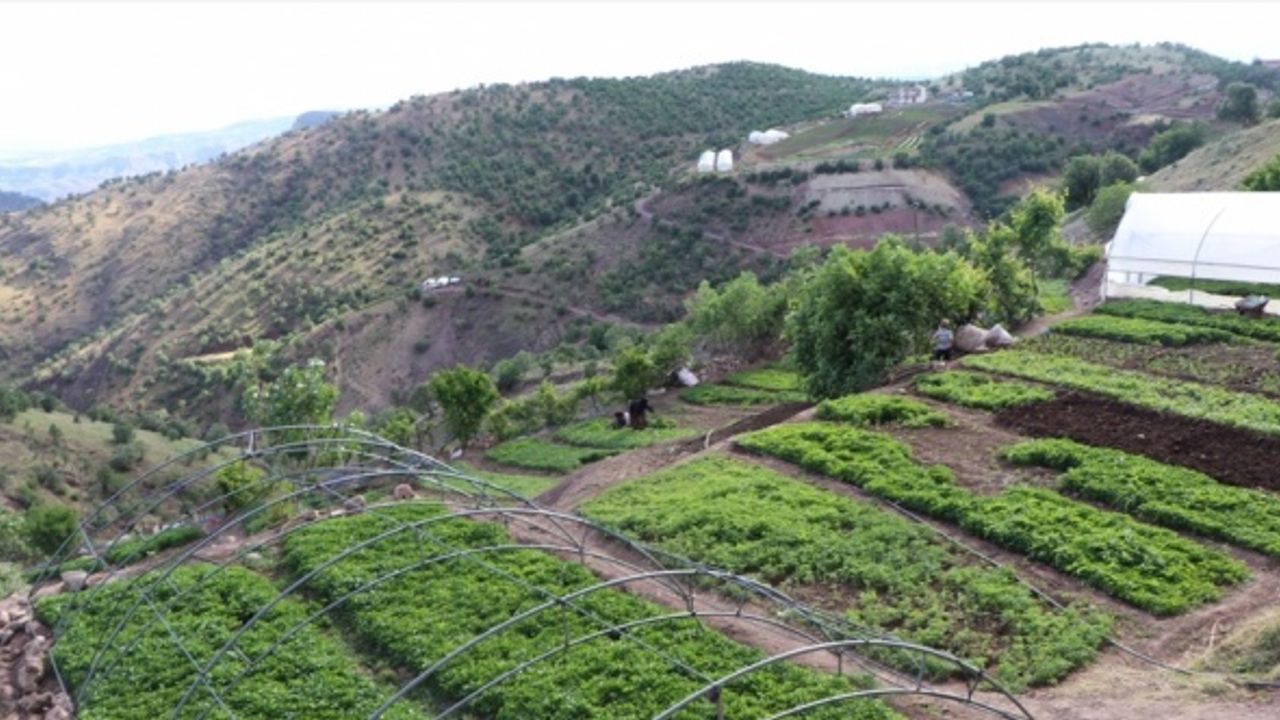 Siirt'in Ulaştı köyünde imece usulü yılda yaklaşık 20 milyon sebze fidesi üretiliyor