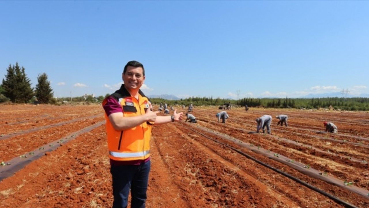 Antalya'da belediyenin tarlaya dönüştürdüğü alanda karpuz, kavun yetiştirilecek