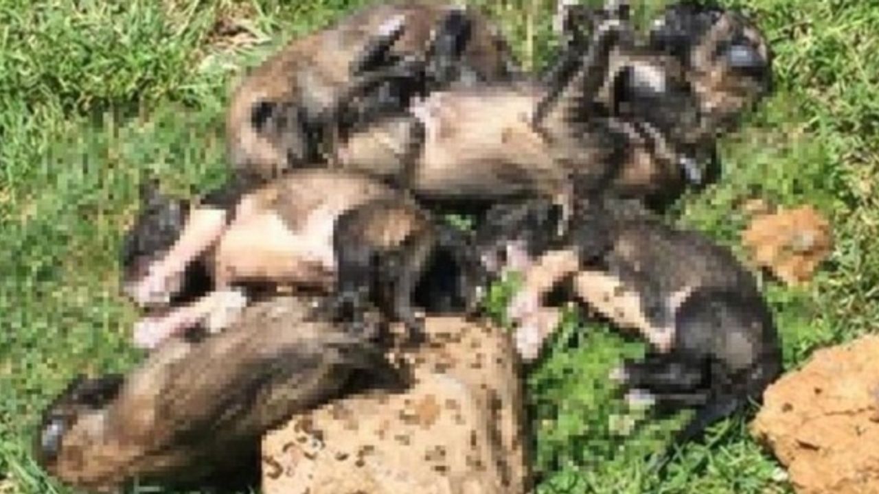 Bunun adı canilik! Denizli'de 20 yavru köpek çuval içine ölü olarak bulundu!