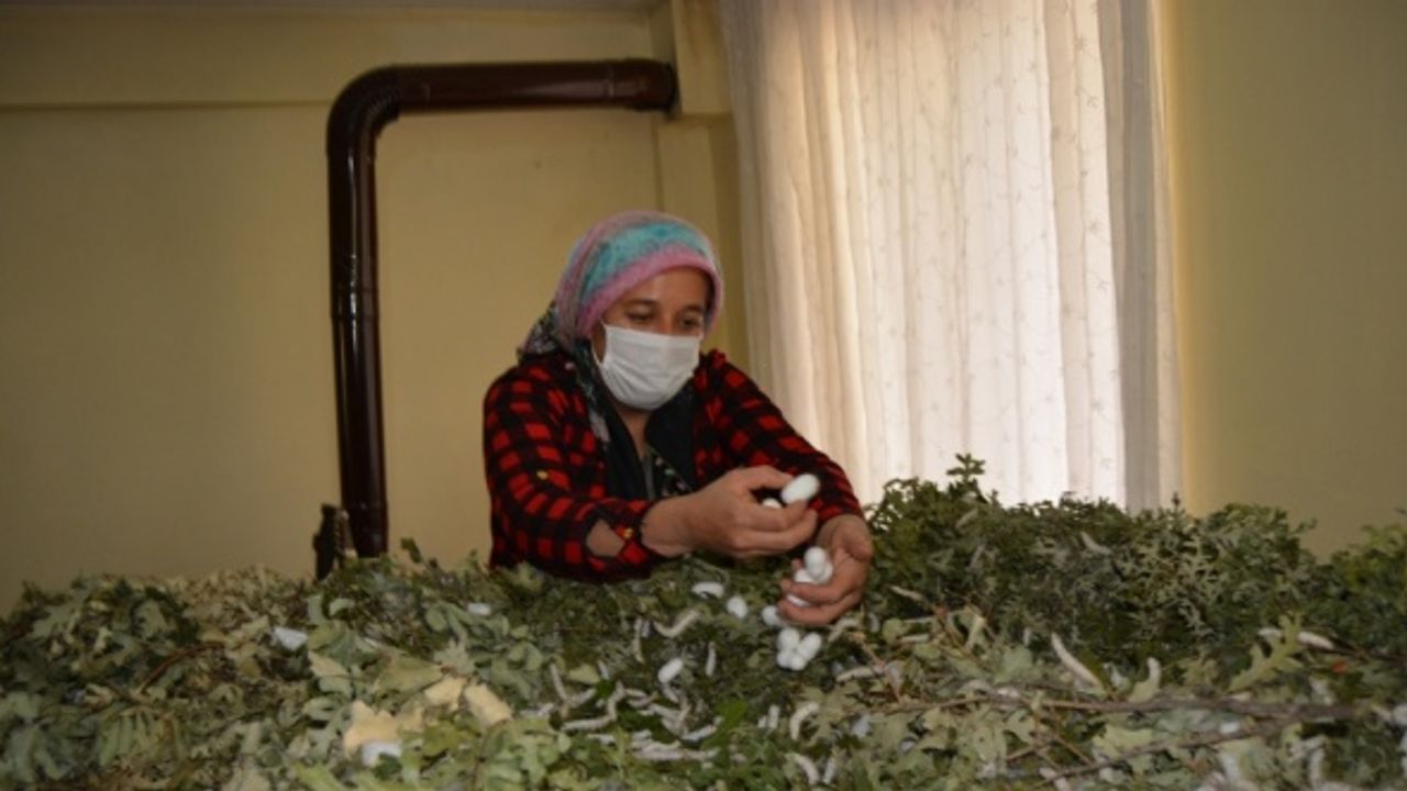 Gaziantepli ev hanımı devlet desteğiyle ipek böceği yetiştiricisi oldu