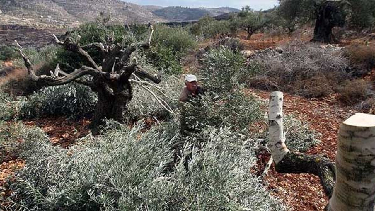İsrail güçleri Batı Şeria'da Filistinlilere ait 150 zeytin ağacını söktü