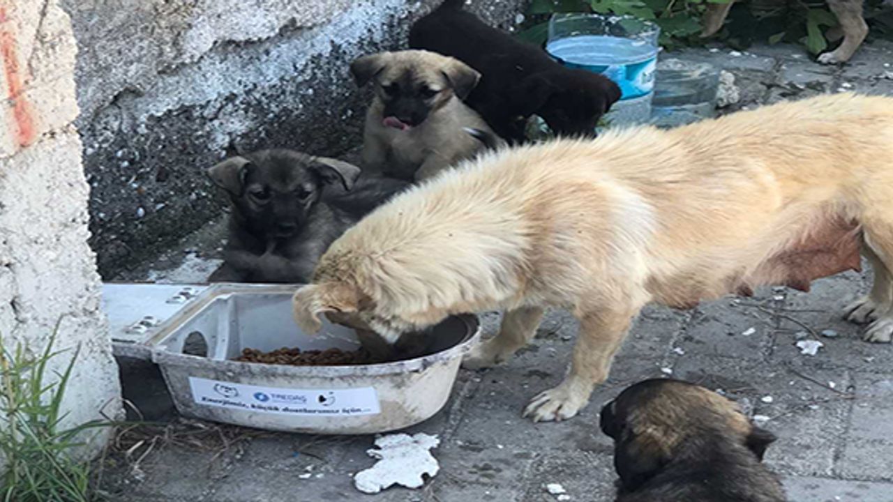 Kullanılmayan armatürler sokak hayvanlarına su ve mama kabı oluyor