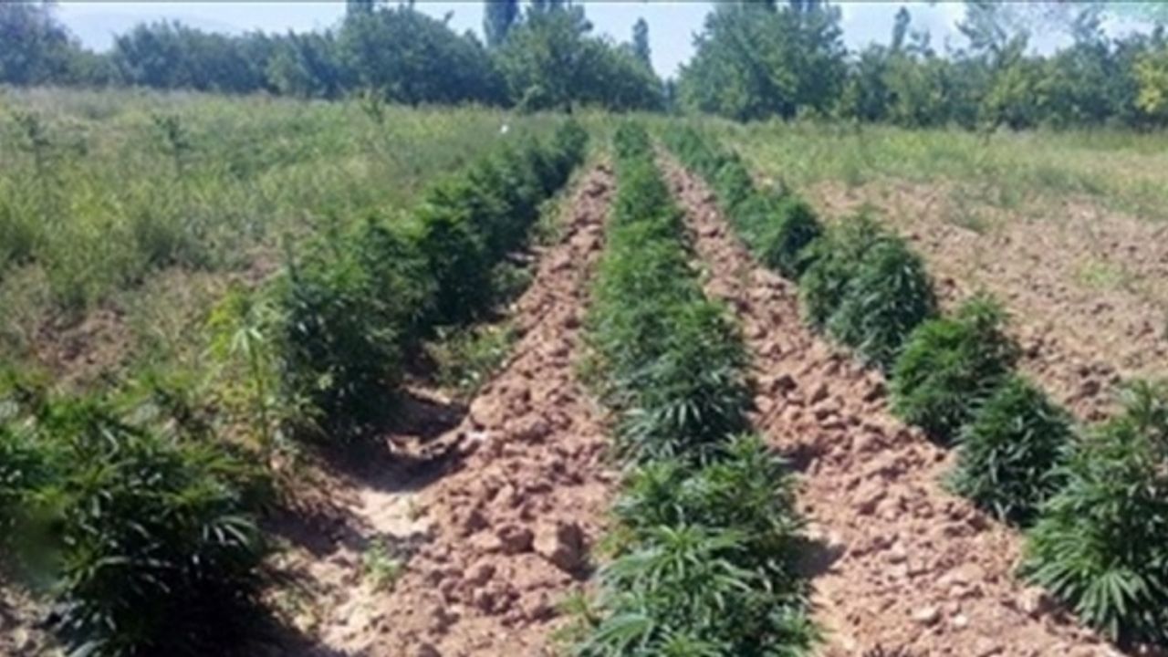 Malatya'da 43 bin 500 kök Hint keneviri ve 25 kilogram esrar ele geçirildi