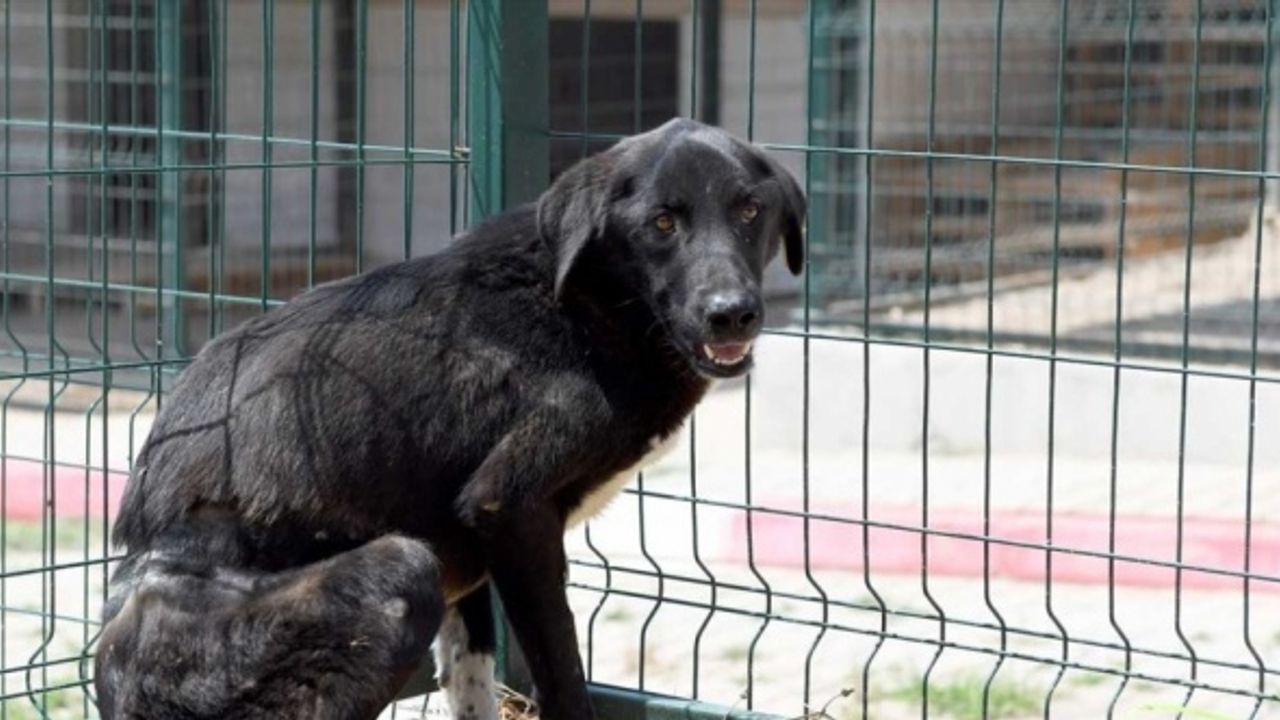 Mersin'de belinden çelik telle ağaca bağlı bulunan köpek tedavi altına alındı