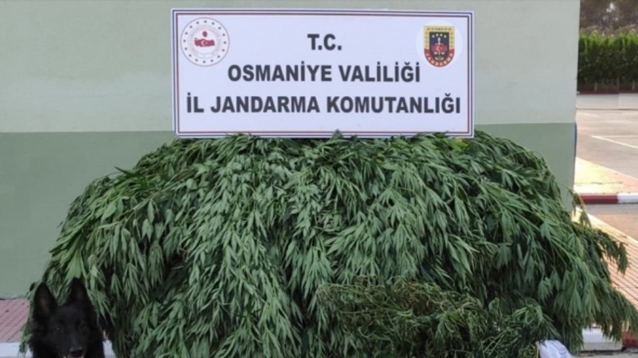 Osmaniye'de evinin bahçesinde Hint keneviri yetiştirdiği iddia edilen zanlı tutuklandı