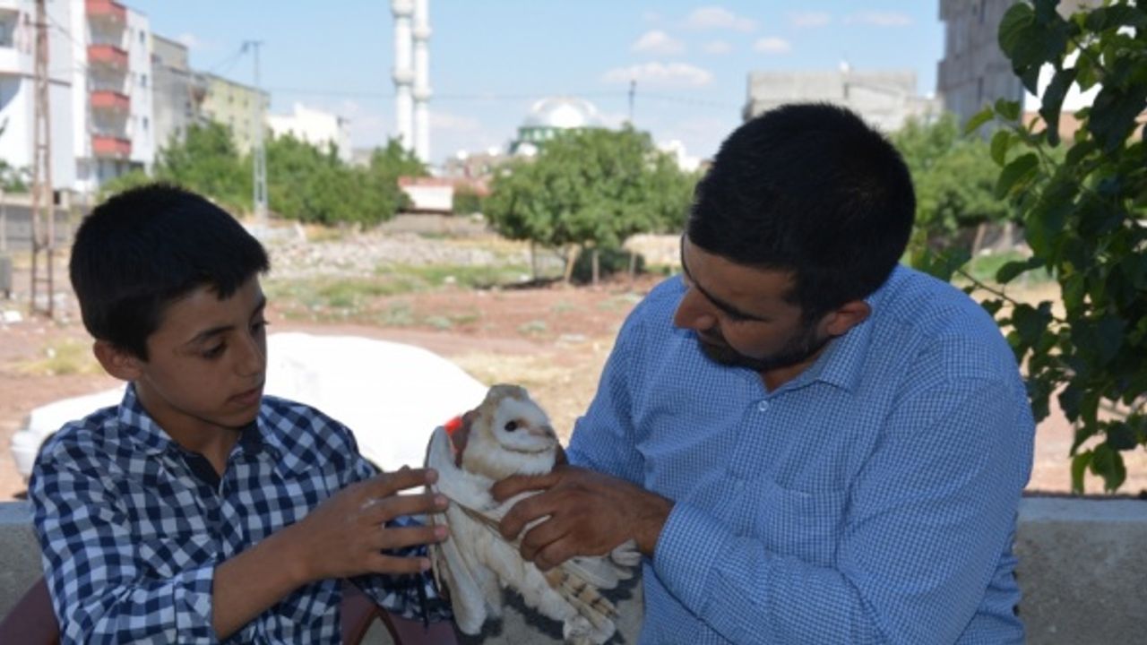 Şanlıurfa'da yaralı bulunan peçeli baykuş korumaya alındı